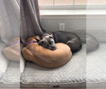 Small #5 American Pit Bull Terrier Mix