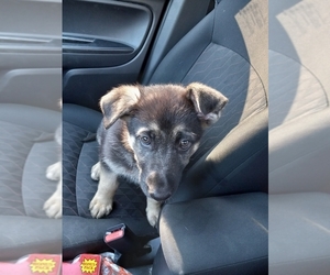 German Shepherd Dog Puppy for sale in PORT LEYDEN, NY, USA