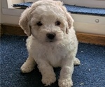 Puppy 3 Bichpoo