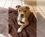 Small Photo #3 Boxer-Unknown Mix Puppy For Sale in Mooresville, NC, USA