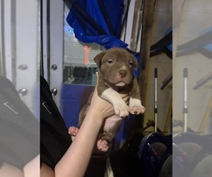 American Pit Bull Terrier-Chinese Shar-Pei Mix Puppy for sale in KANSAS CITY, MO, USA