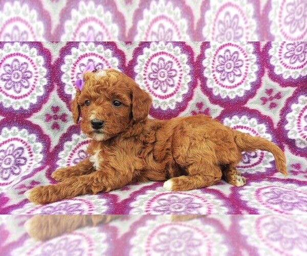 Medium Photo #4 Goldendoodle Puppy For Sale in LANCASTER, PA, USA