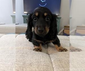 Dachshund Puppy for sale in LEXINGTON, KY, USA