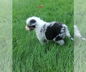 Miniature Australian Shepherd Puppy for Sale in MILLERSBURG, Ohio USA