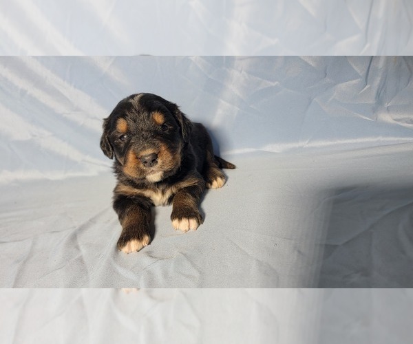 Medium Photo #6 Golden Mountain Dog Puppy For Sale in BLACK FOREST, CO, USA