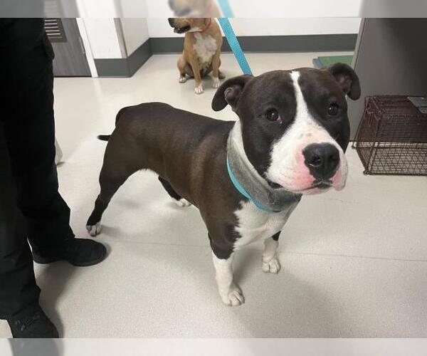 Medium Photo #1 Bull Terrier-Staffordshire Bull Terrier Mix Puppy For Sale in Corona, CA, USA