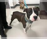 Small Bull Terrier-Staffordshire Bull Terrier Mix