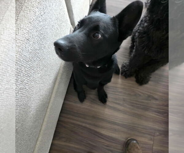 Medium Photo #3 Labrador Retriever-Unknown Mix Puppy For Sale in Aurora, IN, USA