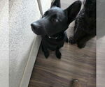 Small #2 Labrador Retriever Mix
