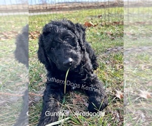 Airedoodle Puppy for sale in CASSVILLE, MO, USA