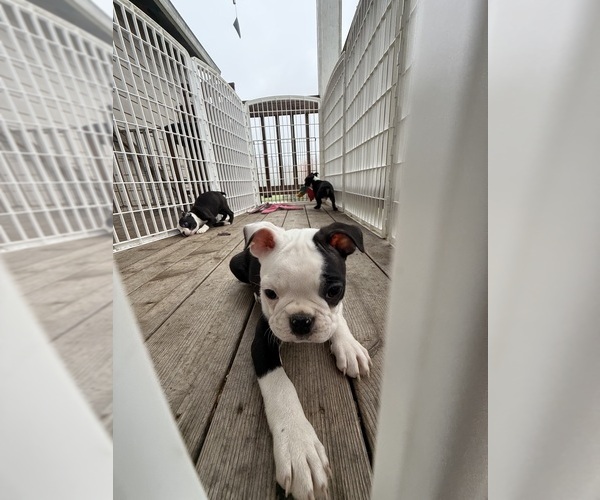 Medium Photo #1 Boston Terrier Puppy For Sale in LONGVIEW, WA, USA