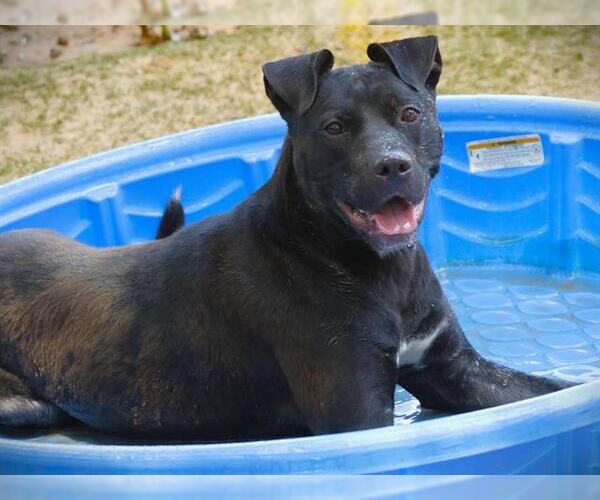 Medium Photo #4 Labrador Retriever-Unknown Mix Puppy For Sale in Tallahassee, FL, USA