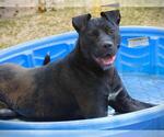 Small #3 Labrador Retriever Mix