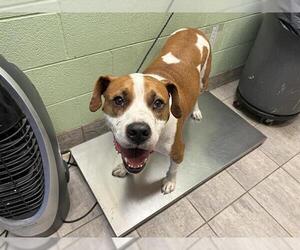 American Staffordshire Terrier-Unknown Mix Dogs for adoption in Grand Prairie, TX, USA