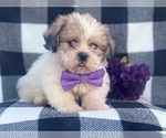 Small Photo #9 Shorkie Tzu Puppy For Sale in LAKELAND, FL, USA