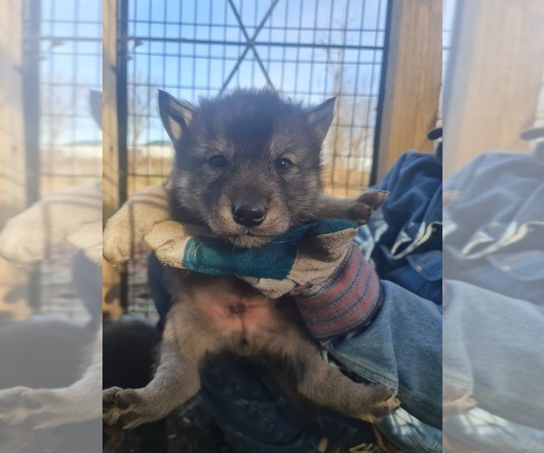 Medium Photo #18 Wolf Hybrid Puppy For Sale in DALTON, OH, USA