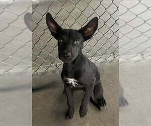Mutt Dogs for adoption in Pryor, OK, USA