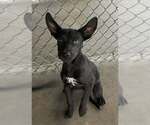 Small Mutt