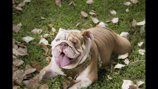 Medium Photo #1 Bulldog Puppy For Sale in COLONY, OK, USA