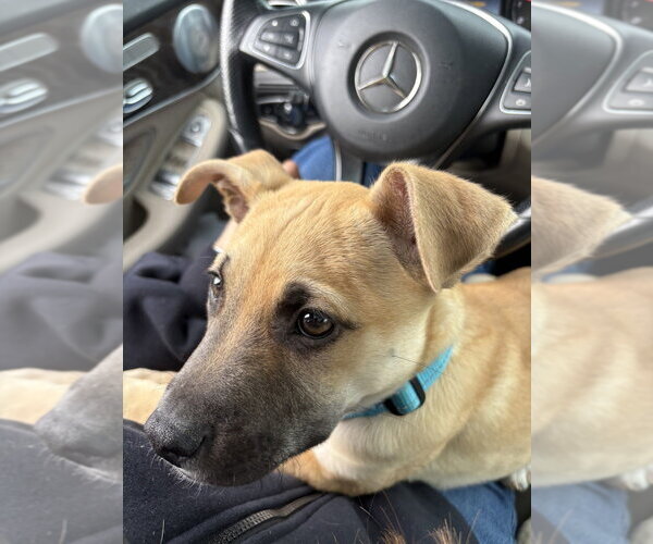 Medium Photo #13 Black Mouth Cur-Labrador Retriever Mix Puppy For Sale in Brewster, NY, USA