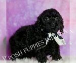 Small #3 Poodle (Miniature)