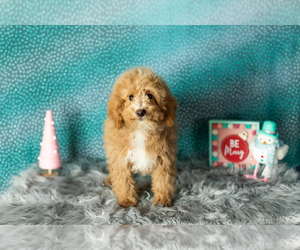 Poodle (Miniature) Puppy for sale in SHIPSHEWANA, IN, USA