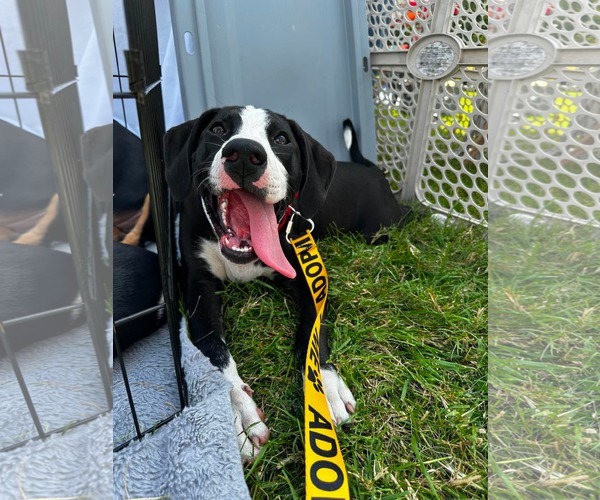 Medium Photo #4 American Staffordshire Terrier-Great Dane Mix Puppy For Sale in Germantown, OH, USA
