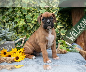 Boxer Litter for sale in SHILOH, OH, USA