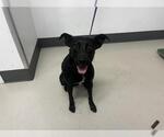 Small Labrador Retriever