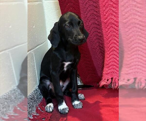 Medium Photo #1 Labrador Retriever-Unknown Mix Puppy For Sale in Boston, MA, USA