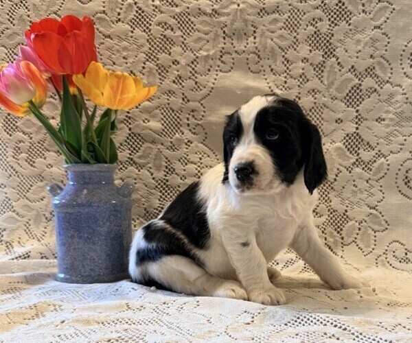 Medium Photo #3 English Springer Spaniel Puppy For Sale in OWEN, WI, USA