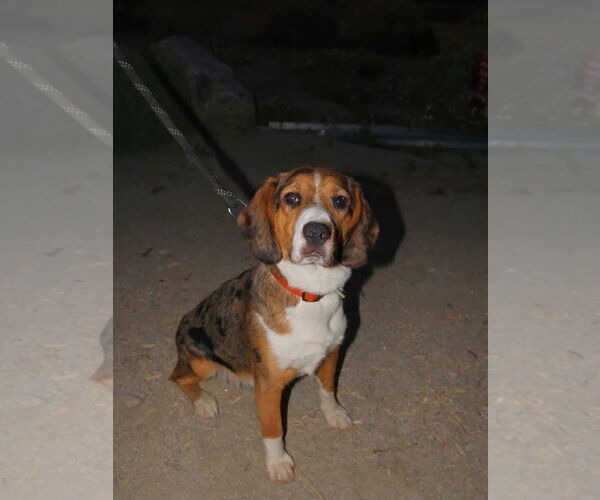 Medium Photo #2 Beagle-Unknown Mix Puppy For Sale in Sky Valley , CA, USA