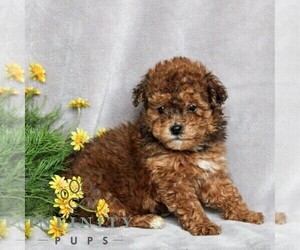 Poovanese Puppy for sale in NEWMANSTOWN, PA, USA