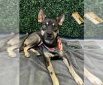 CAROLINA - Female Gerberian Shepsky Dog for Adoption - Small photo