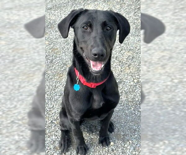 Medium Photo #1 Mutt Puppy For Sale in Rockaway, NJ, USA