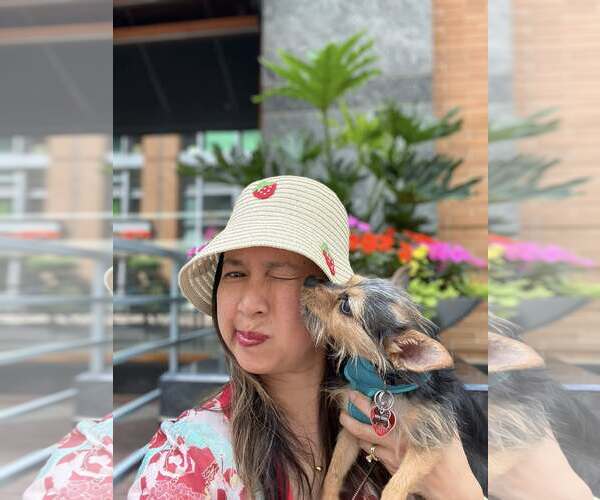 Medium Photo #10 Mutt Puppy For Sale in Arlington, VA, USA