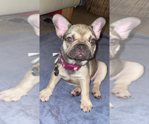 French Bulldog Puppy for sale in SACRAMENTO, CA, USA