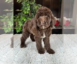 Image preview for Ad Listing. Nickname: Lenny