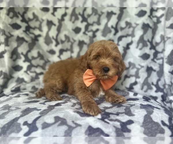Medium Photo #5 Cock-A-Poo Puppy For Sale in LAKELAND, FL, USA