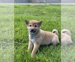 Small Photo #4 Shiba Inu Puppy For Sale in CANOGA, NY, USA