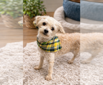 Small #2 Maltipoo (Miniature)