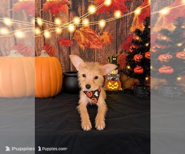 Medium Photo #2 Chorkie Puppy For Sale in MORENO VALLEY, CA, USA