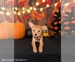 Small Photo #2 Chorkie Puppy For Sale in MORENO VALLEY, CA, USA