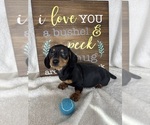 Dalton - Male Dachshund Puppy for Sale - Photo #2