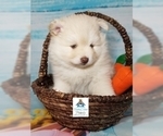 Small Photo #31 Pomeranian-Pomsky Mix Puppy For Sale in RAMSEY, MN, USA