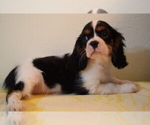 Cavalier King Charles Spaniel Puppy for Sale in FOLSOM, California USA