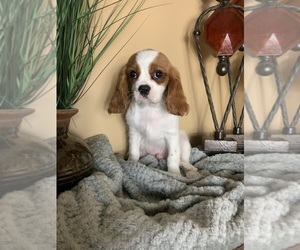 Cavalier King Charles Spaniel Puppy for sale in NOBLESVILLE, IN, USA