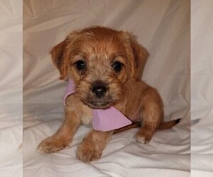 Jack-A-Poo Puppy for sale in FREDERICKSBURG, OH, USA