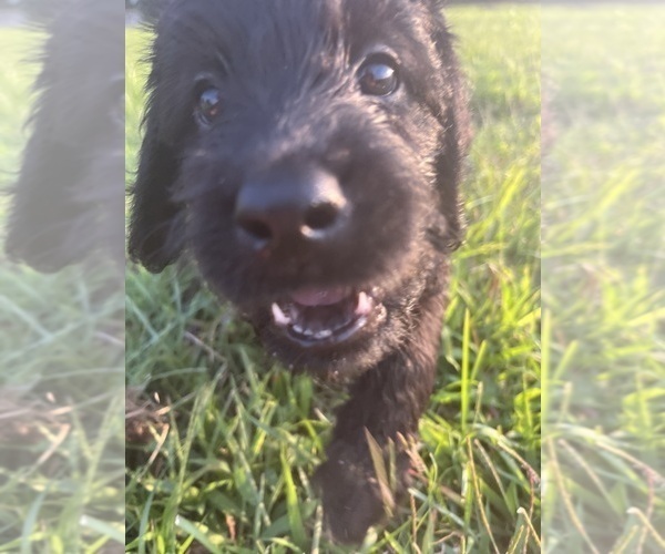 Medium Photo #34 Labradoodle Puppy For Sale in WAVERLY, VA, USA