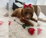 Puppy 1 Goldendoodle (Miniature)